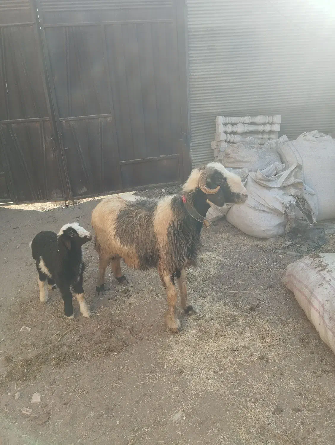 نمیشه بره گوسفند،قوچ بز|حیوانات مزرعه|نجف‌آباد, کهریزسنگ|دیوار