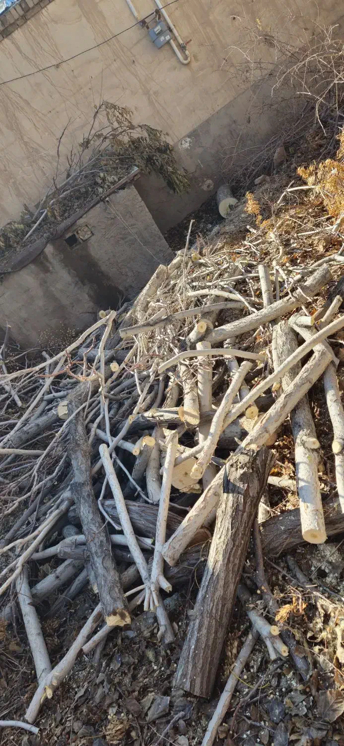 برش انواع چوب|خدمات باغبانی و درختکاری|ماهان, |دیوار