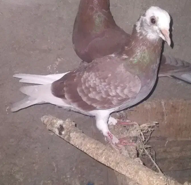 ۲تاکبوترپرشی|پرنده|آشخانه, |دیوار