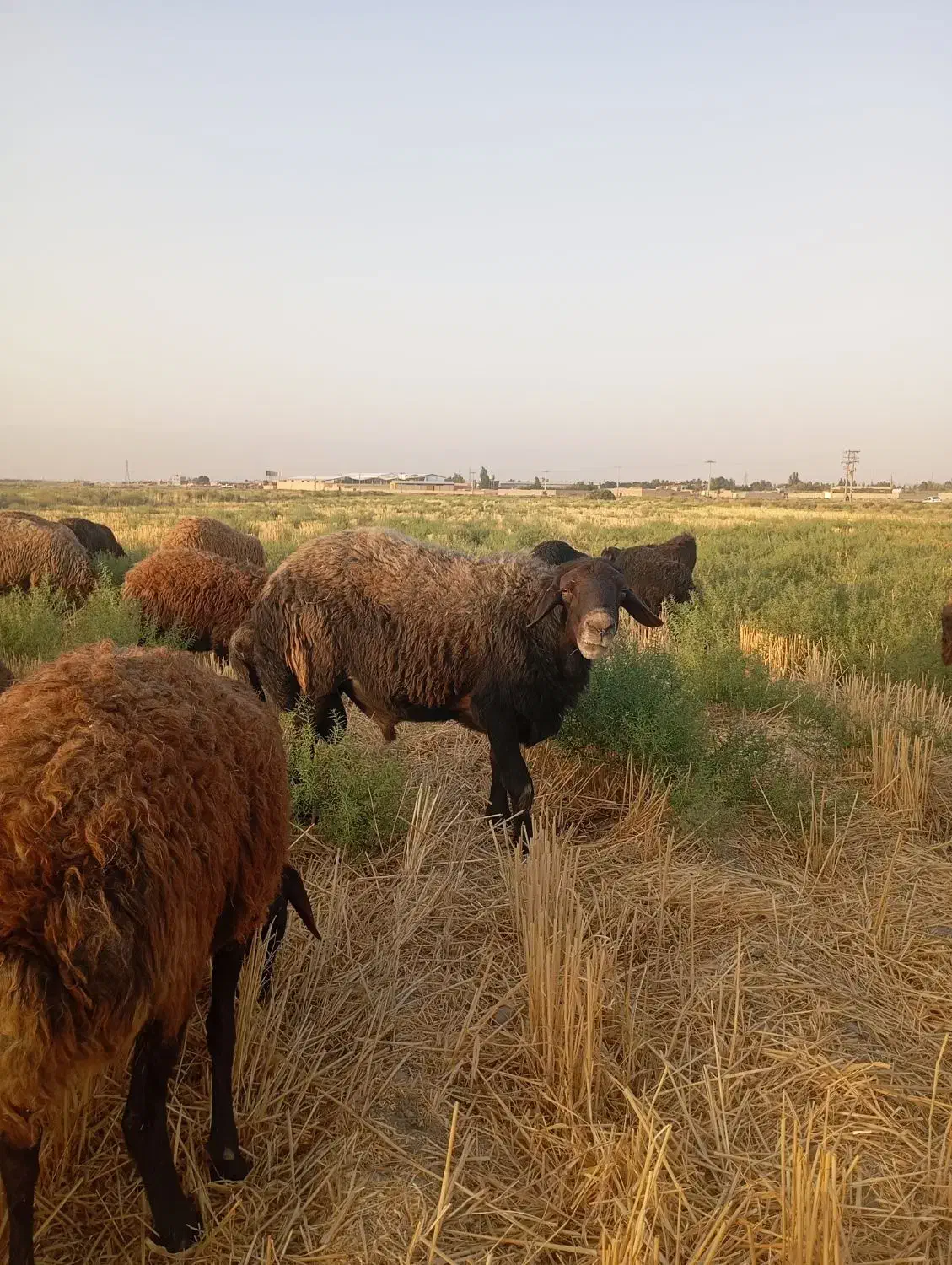 توافقی|حیوانات مزرعه|چناران, |دیوار