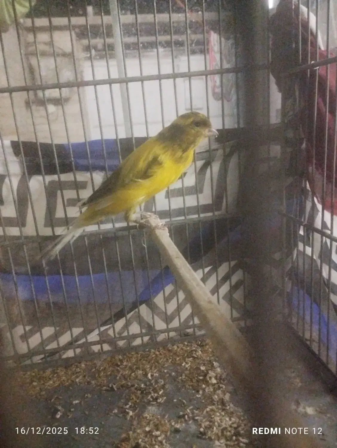 قناری بلند 2تا|پرنده|ری, سیزده آبان|دیوار