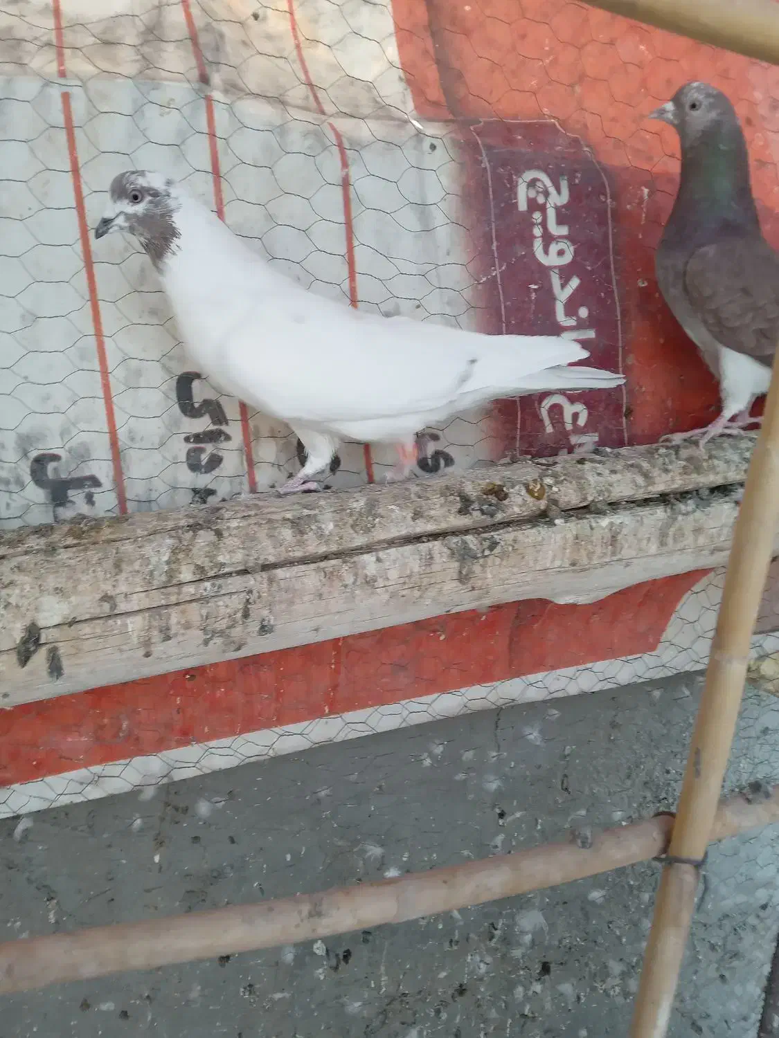 کبوتر پرشی وخوش رنگ|پرنده|نائین, |دیوار