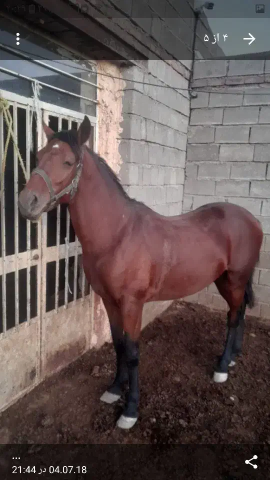 دوراس اسب|اسب و تجهیزات اسب‌سواری|شاهین دژ, |دیوار