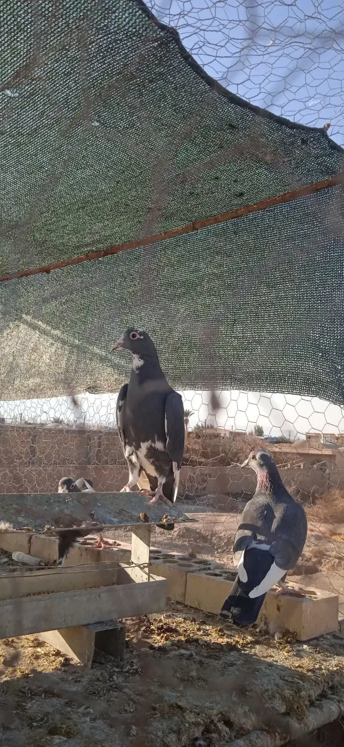 زاغ پلنگ کرمونی گوئک|پرنده|راور, |دیوار