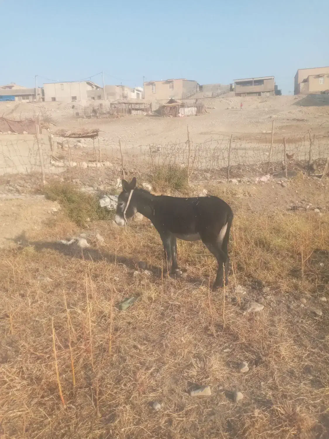 خر ماده|حیوانات مزرعه|ملکشاهی, |دیوار