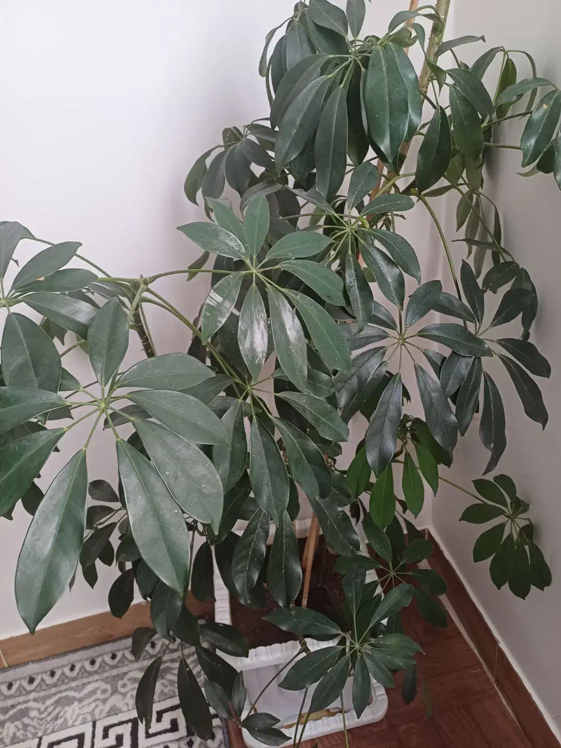 گل شلفرا آربوریکلا بزرگ|گل و گیاه طبیعی|خلخال, |دیوار