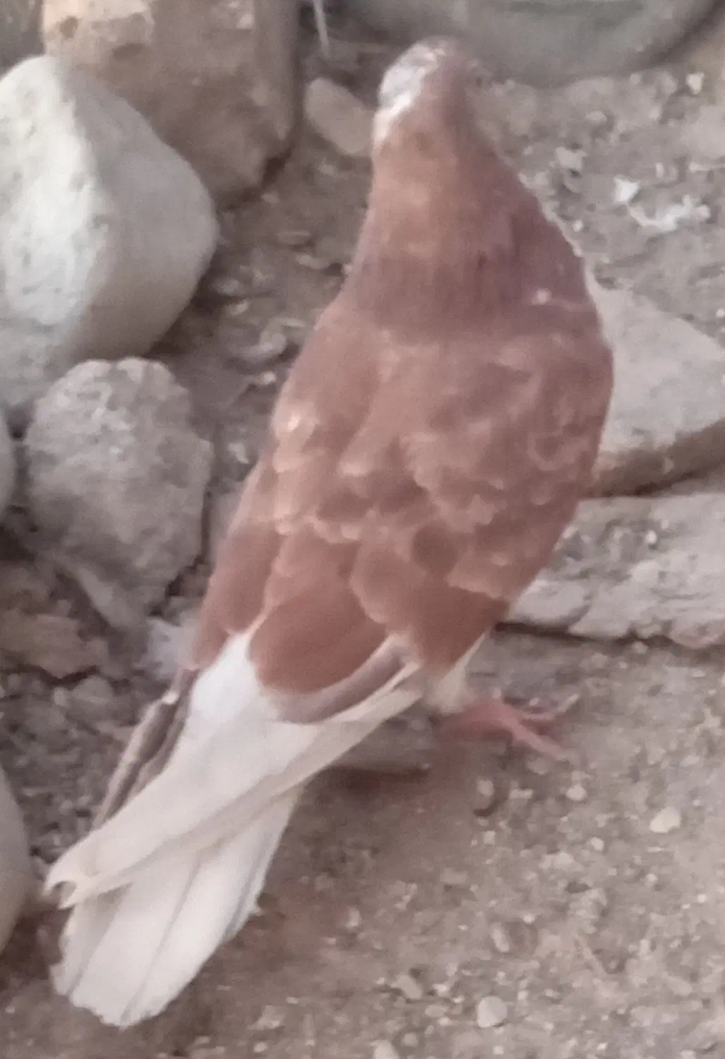 کبوتر|پرنده|جیرفت, |دیوار