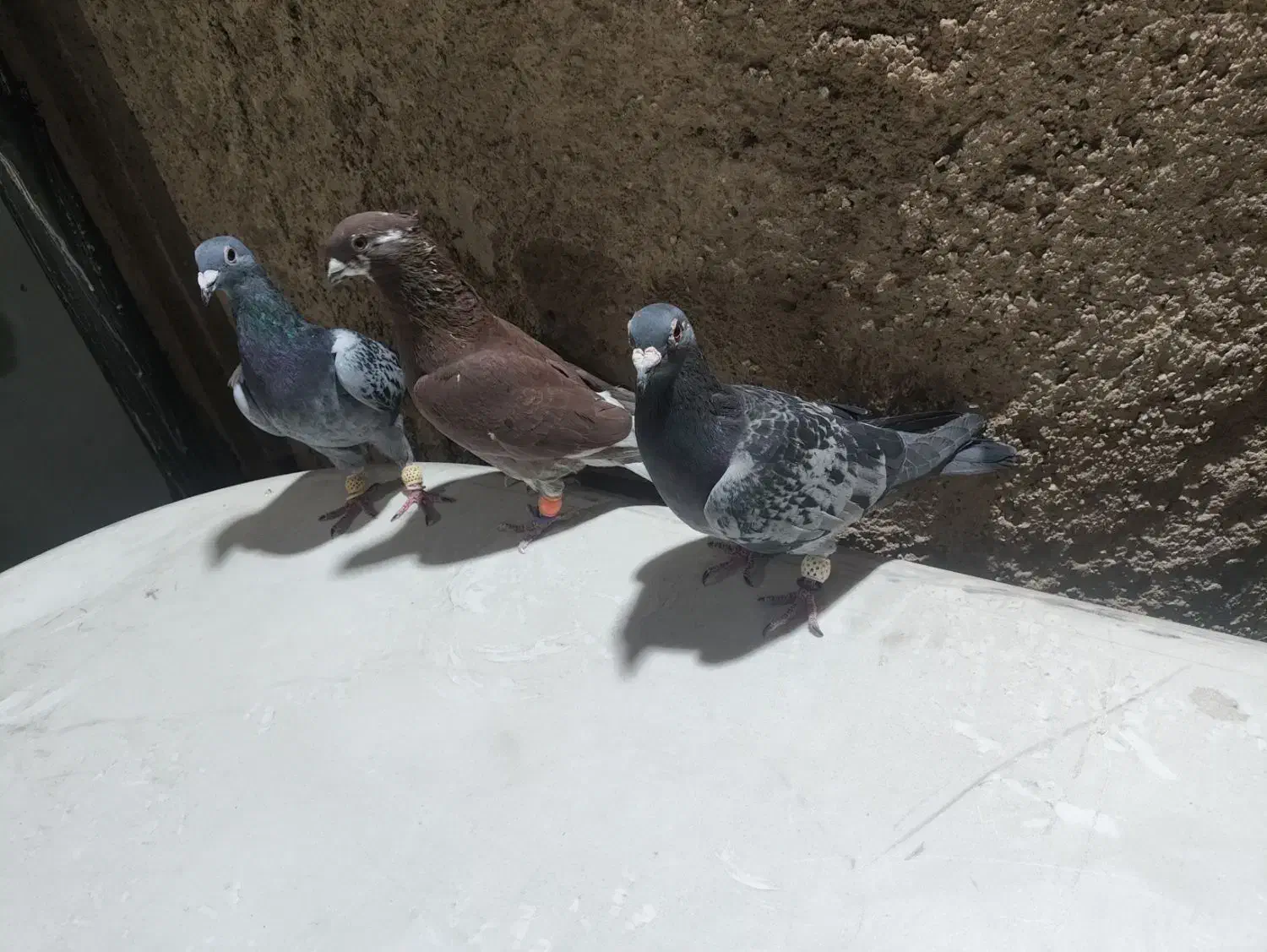 کفتر پلاکی|پرنده|شیراز, کاراندیش|دیوار