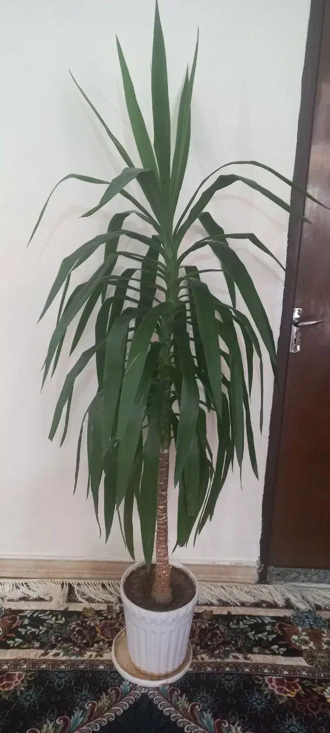 گل یوکا|گل و گیاه طبیعی|شهرکرد, |دیوار