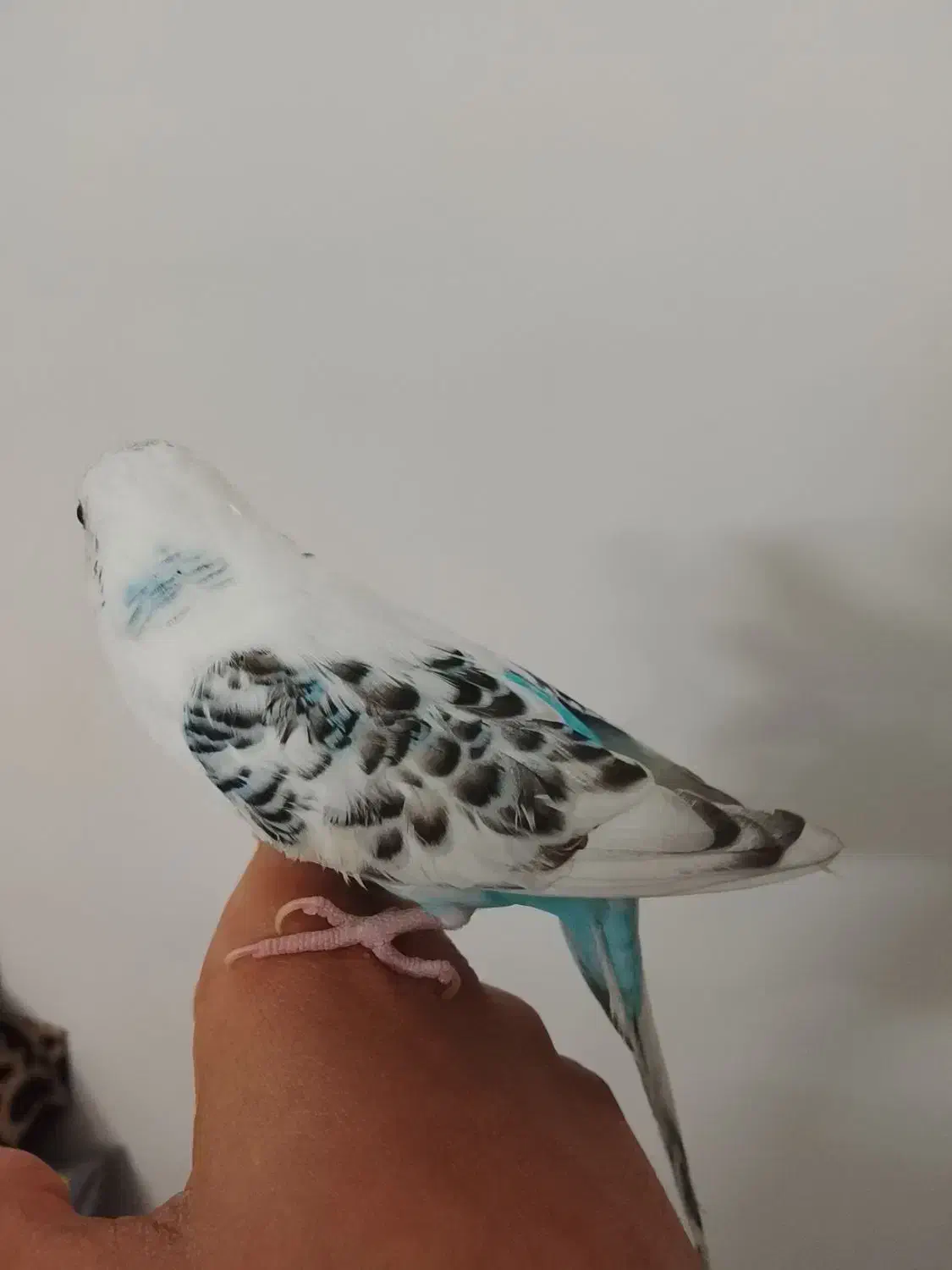 مرغ عشق|پرنده|اصفهان, شهرک میلاد|دیوار