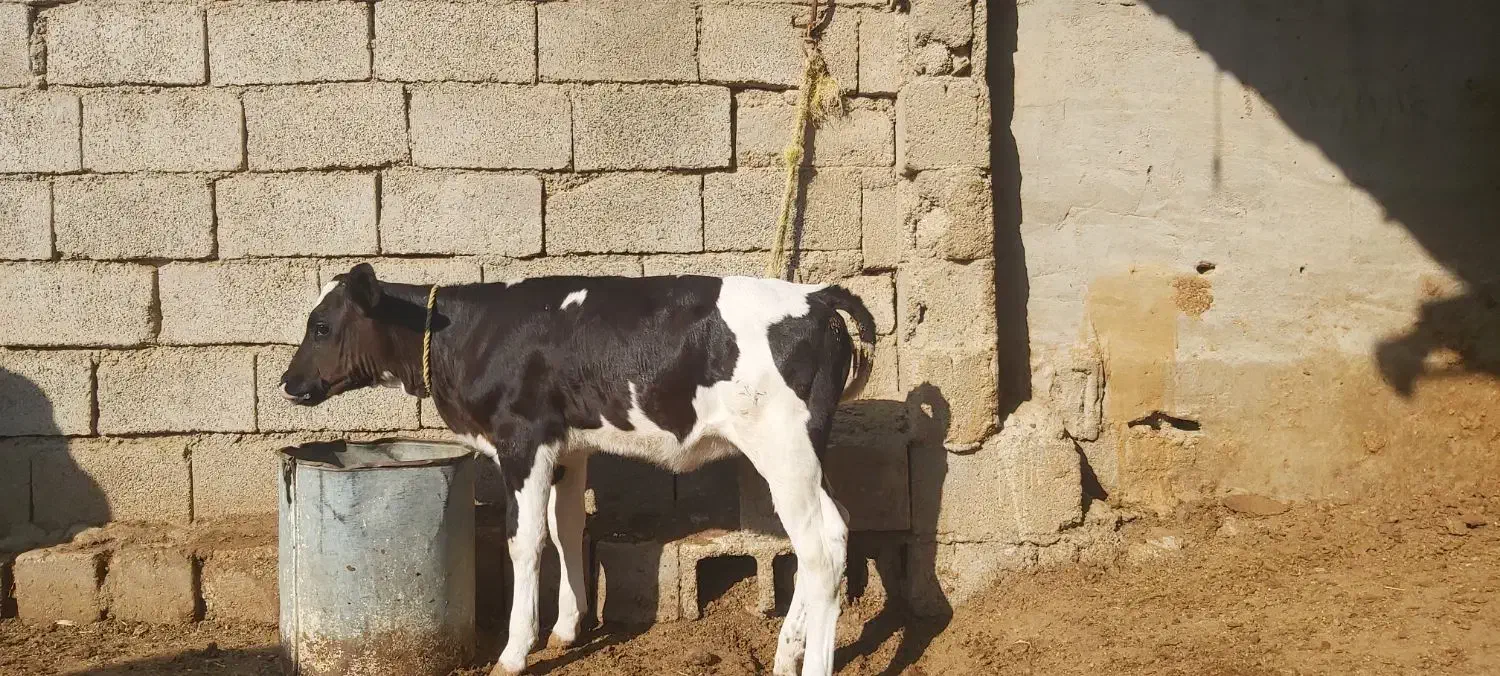 حیوانات مزرعه|حیوانات مزرعه|گتوند, |دیوار