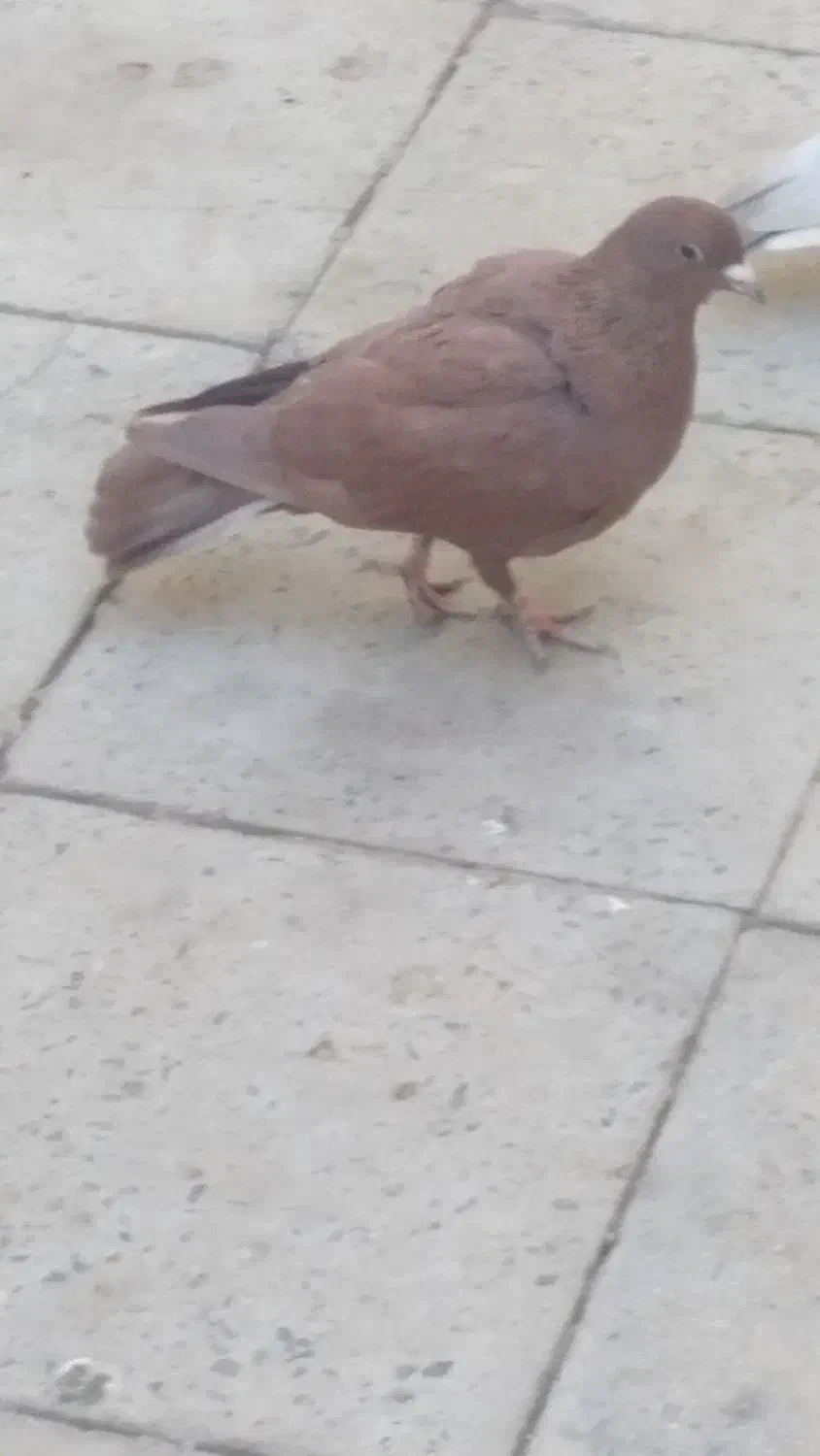 کفتر|پرنده|گلباف, |دیوار