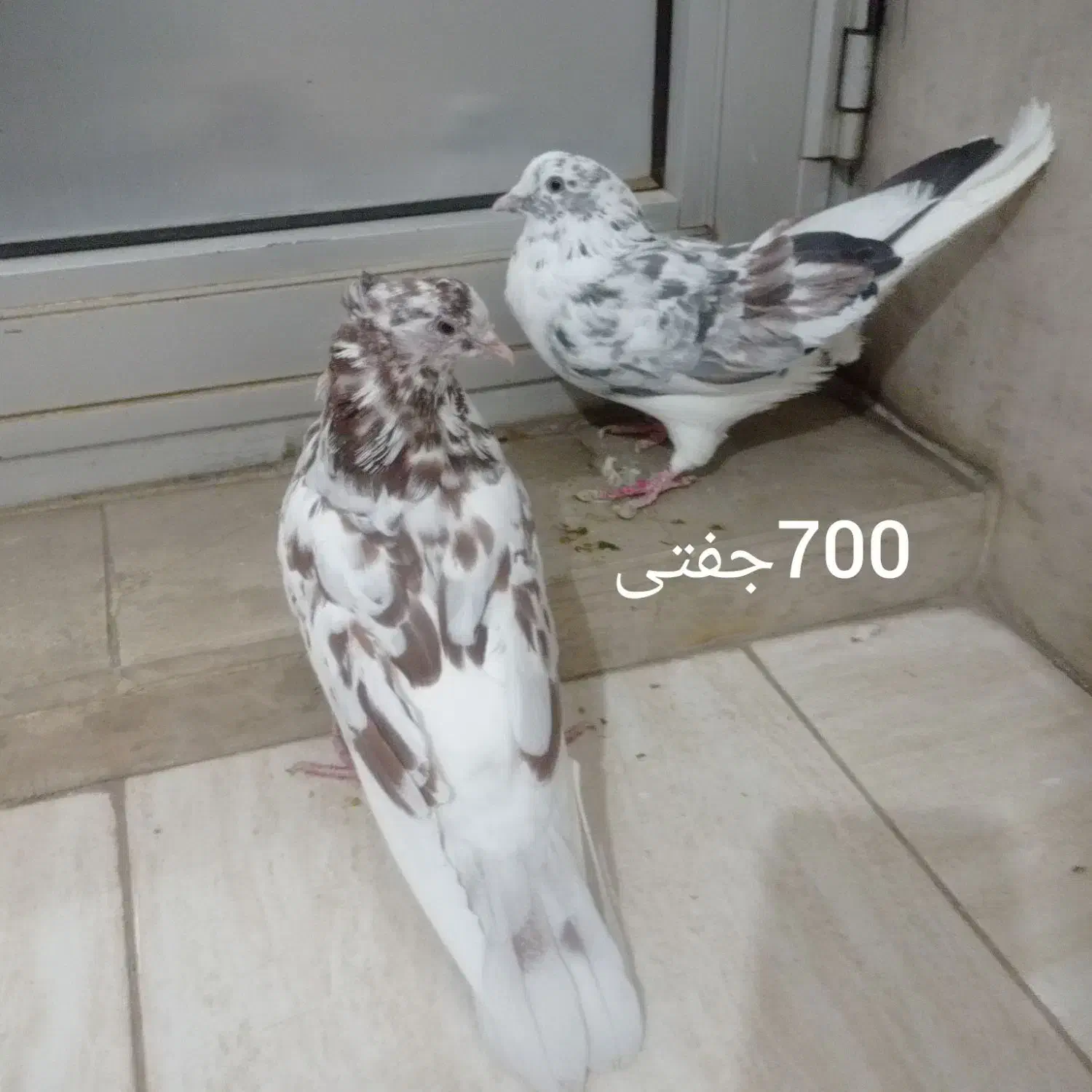 کبوتر سرور|پرنده|عجب شیر, |دیوار