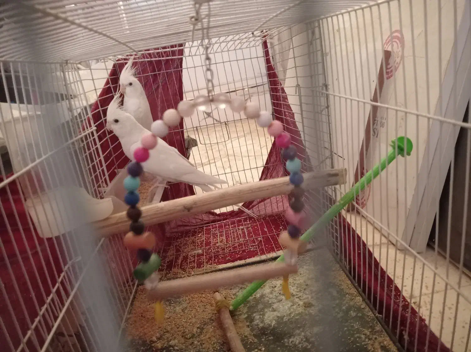 عروس هلندی آلبینو فروشی|پرنده|ایرانشهر, |دیوار