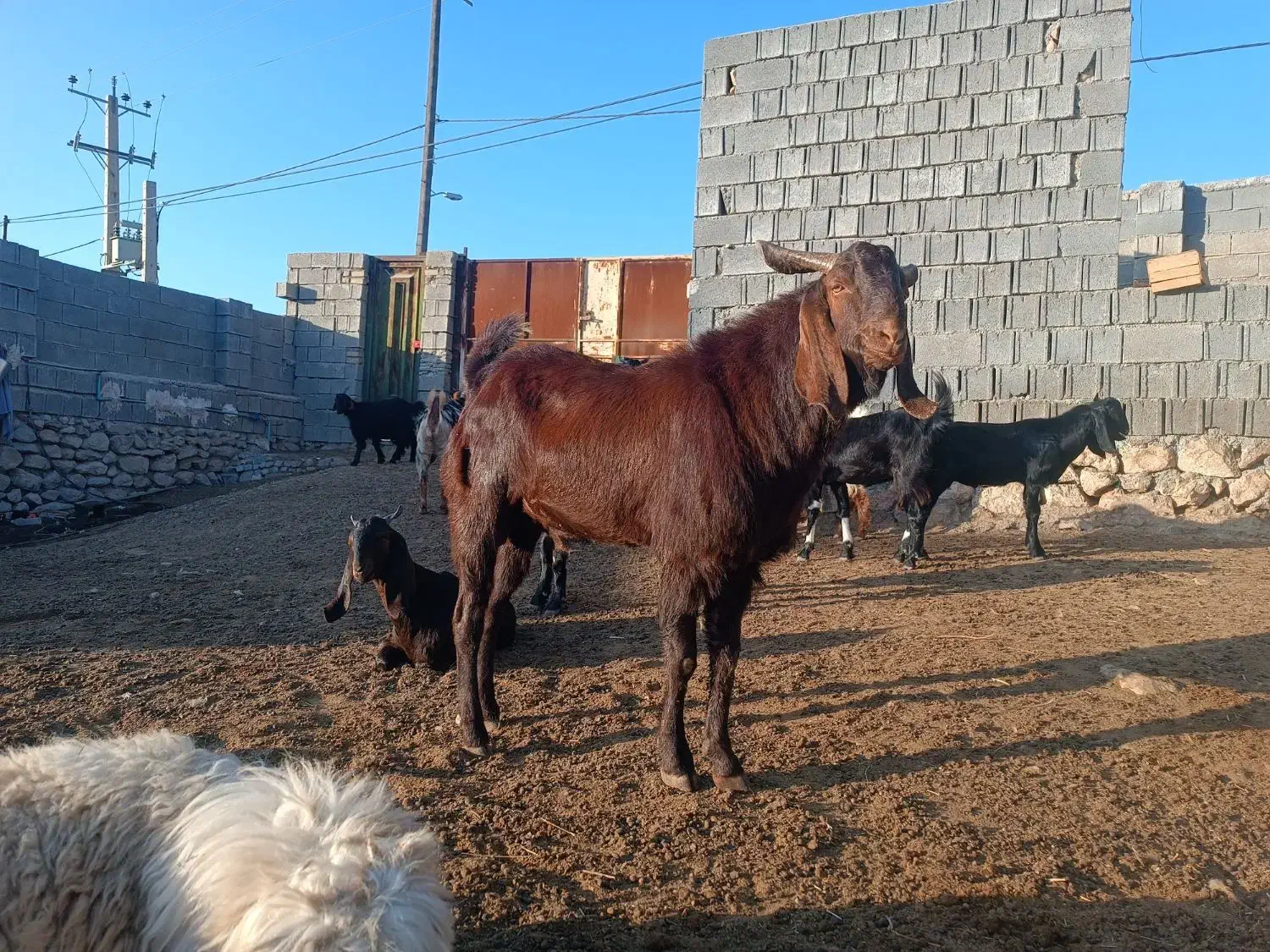 بازن|حیوانات مزرعه|کازرون, |دیوار