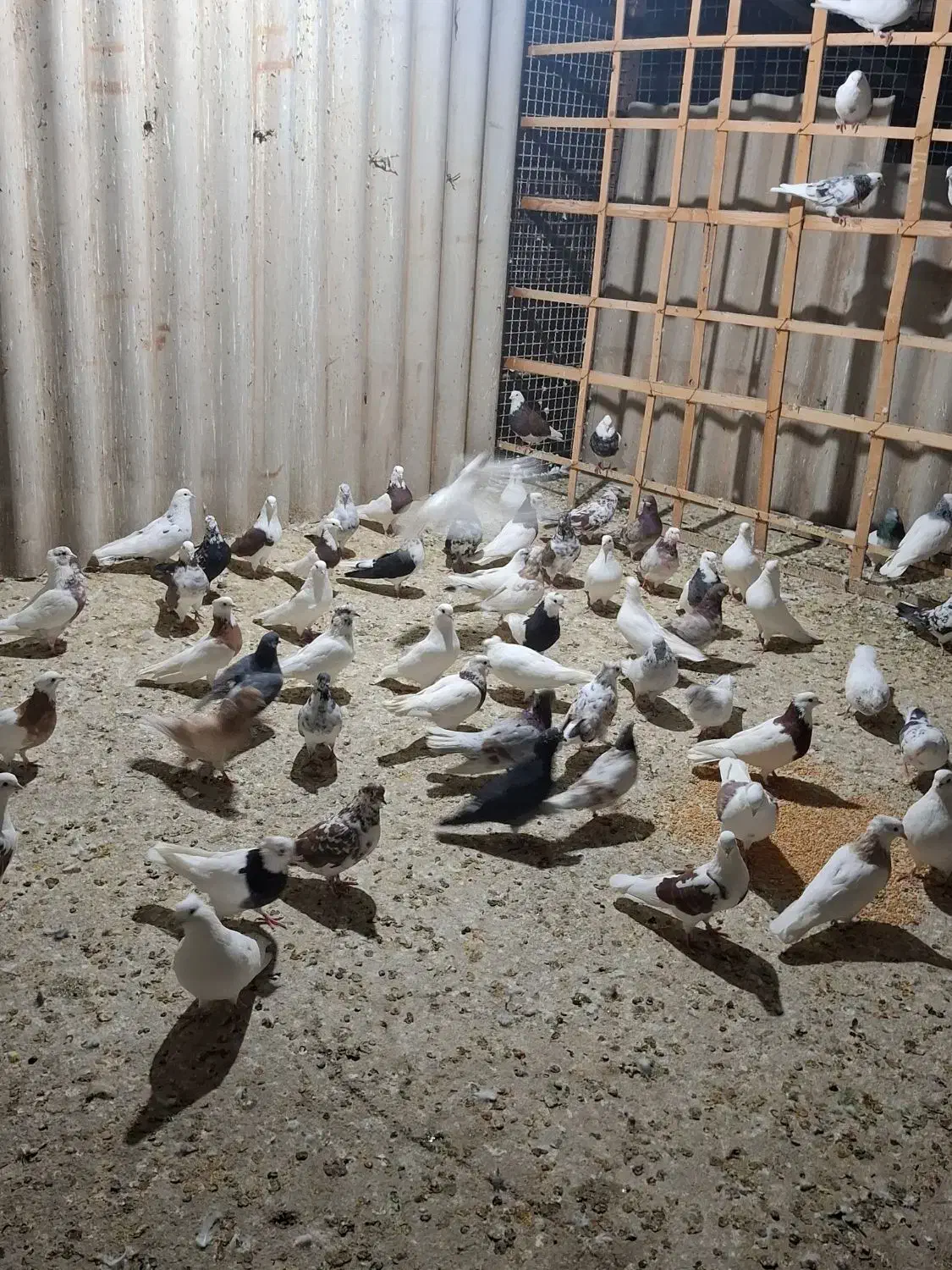 ۸۰عدد کفتر عتیقه،فروش فقط بصورت یکجایی|پرنده|شاهدشهر, |دیوار