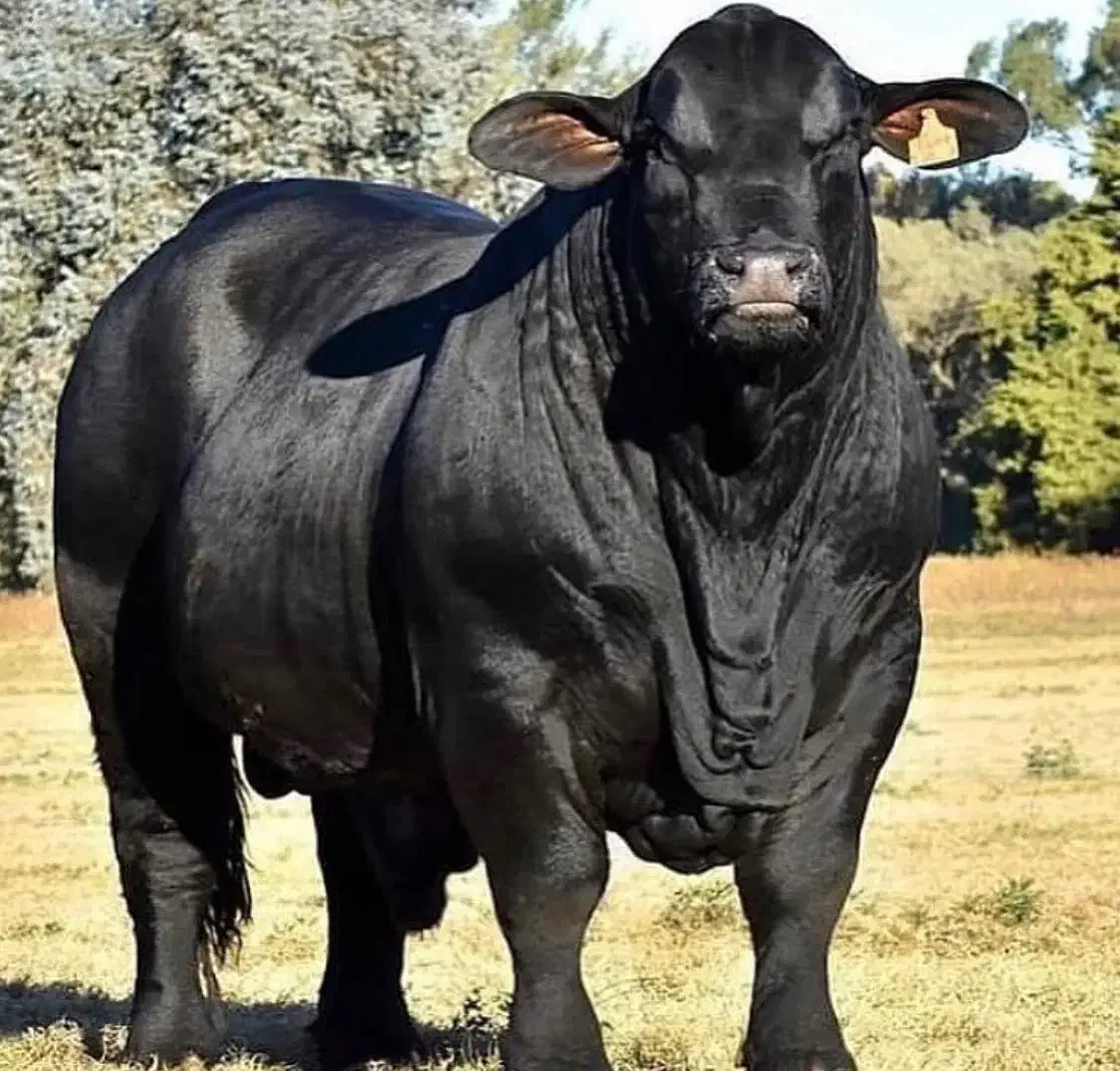 تکنسین دامداری تمام وقت|استخدام صنعتی، فنی، مهندسی|آبیک, |دیوار