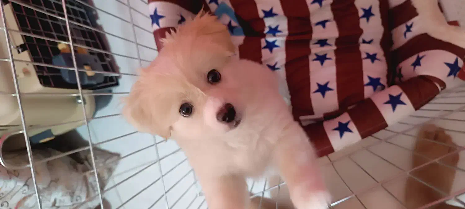 پامر کراس|سگ|شاندیز, |دیوار