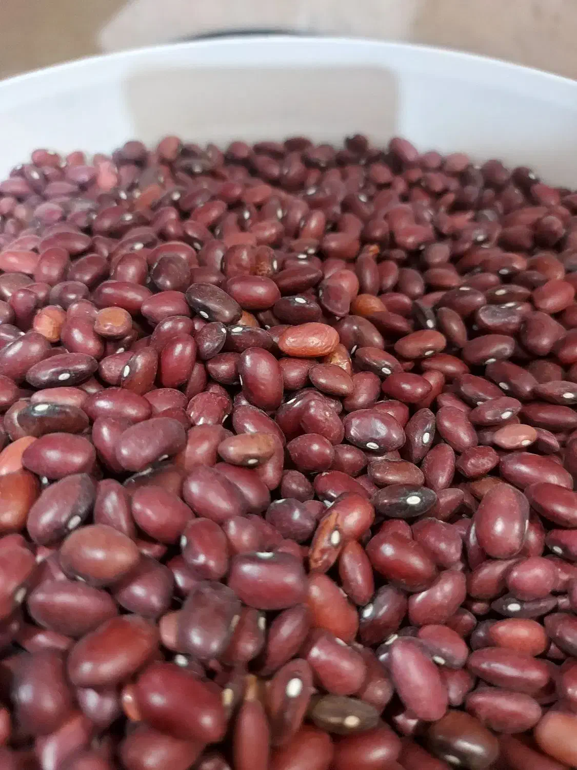 لوبیا|خوردنی و آشامیدنی|مرودشت, ابوذر جنوبی|دیوار