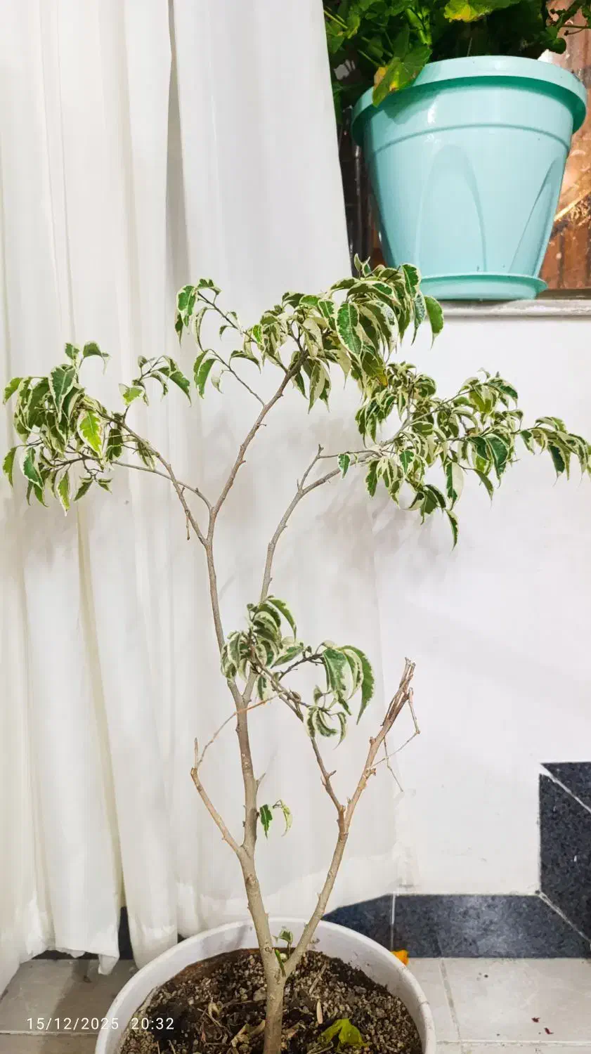 گل بنجامین|گل و گیاه طبیعی|اردبیل, |دیوار