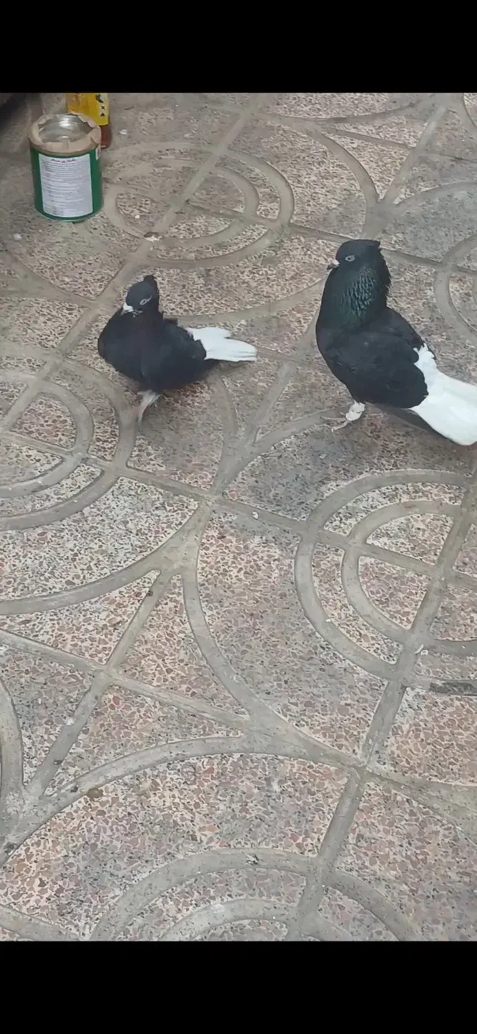 جفت دم سفید|پرنده|تهران, وردآورد|دیوار