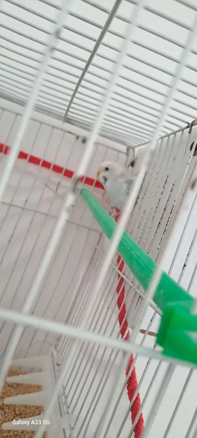 یک جفت مرغ عشق سالم|پرنده|مشهد, فریزی|دیوار