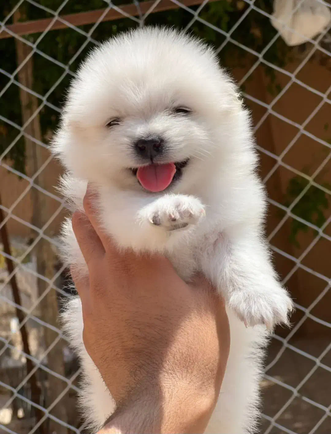 توله پامر سفید|سگ|شیراز, آبزنگی|دیوار