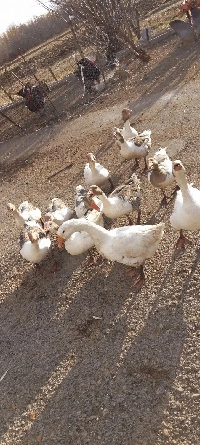 غاز|حیوانات مزرعه|الشتر, |دیوار