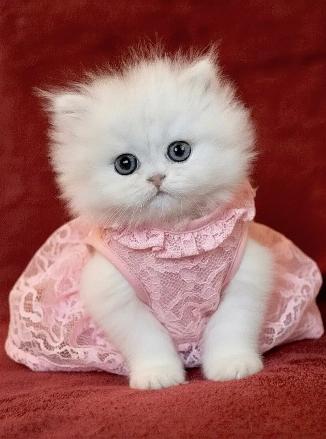 گربه عروسکی|گربه|قم, سعادتی|دیوار