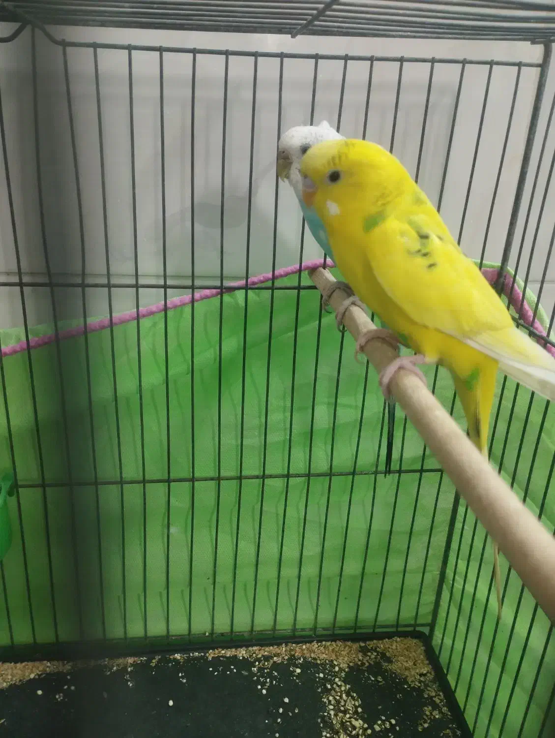 جفت مرغ عشق|پرنده|قم, نخودی|دیوار