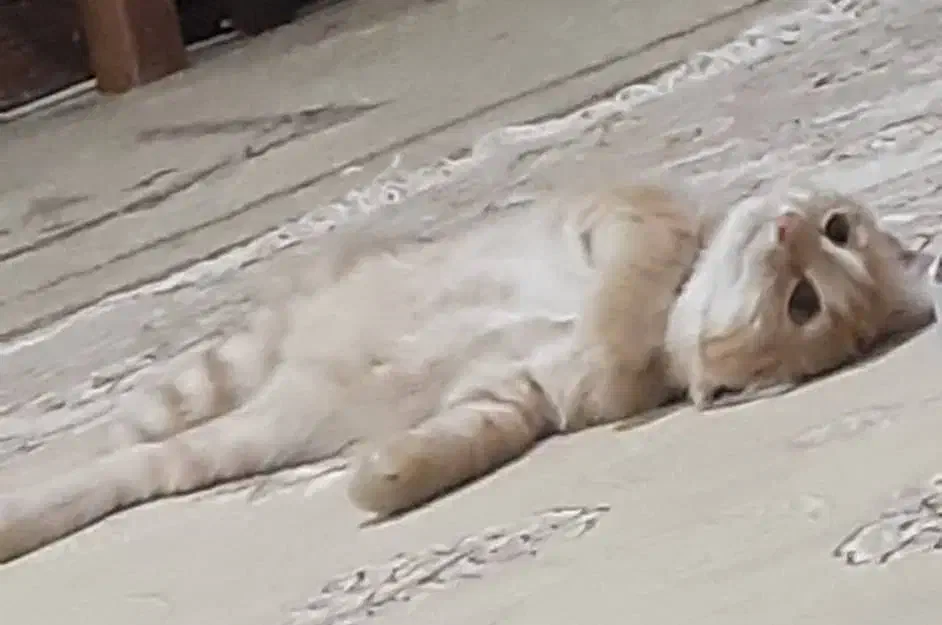 گربه گم شده|حیوانات|پرند, فاز ۵|دیوار