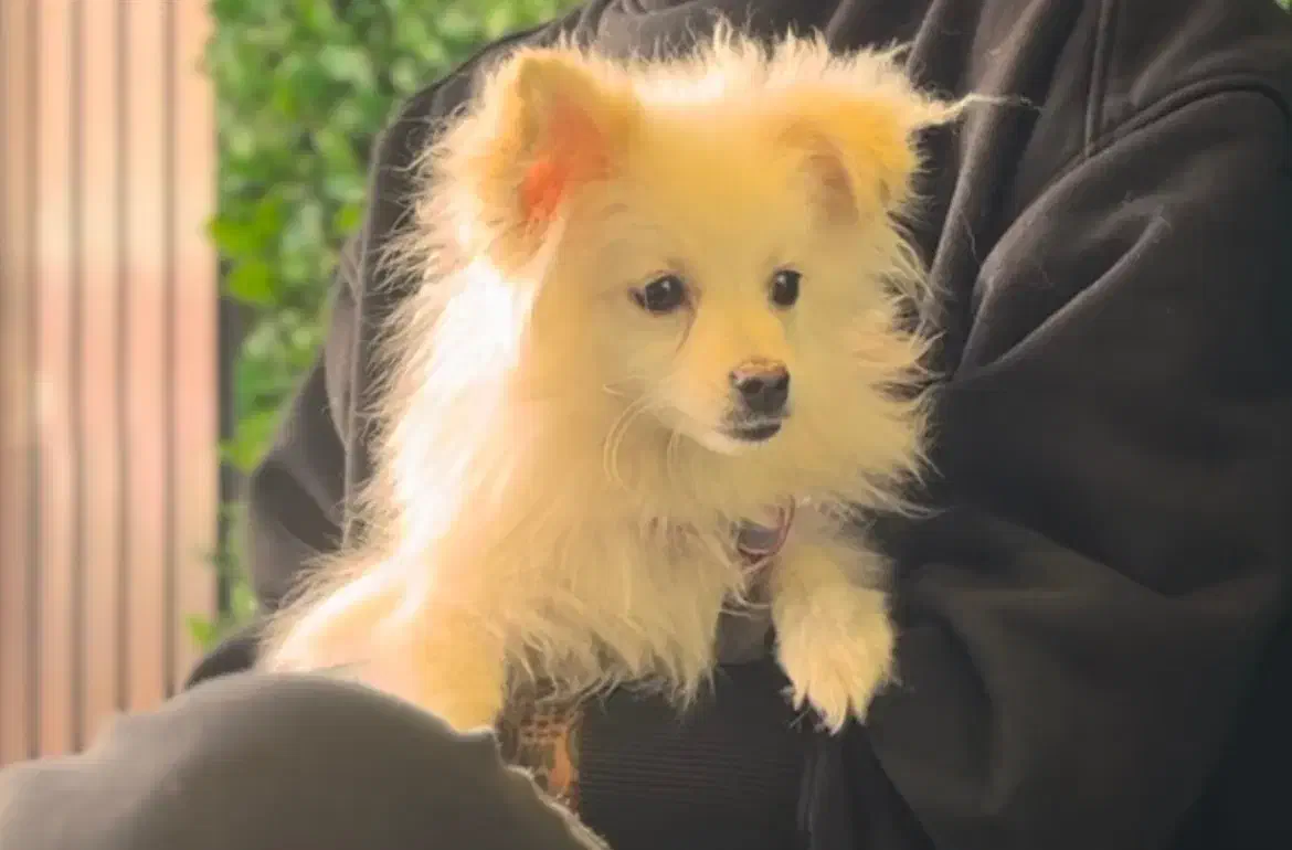 سگ پامرین خرسی عروسکی|سگ|اصفهان, شهرک کاوه|دیوار