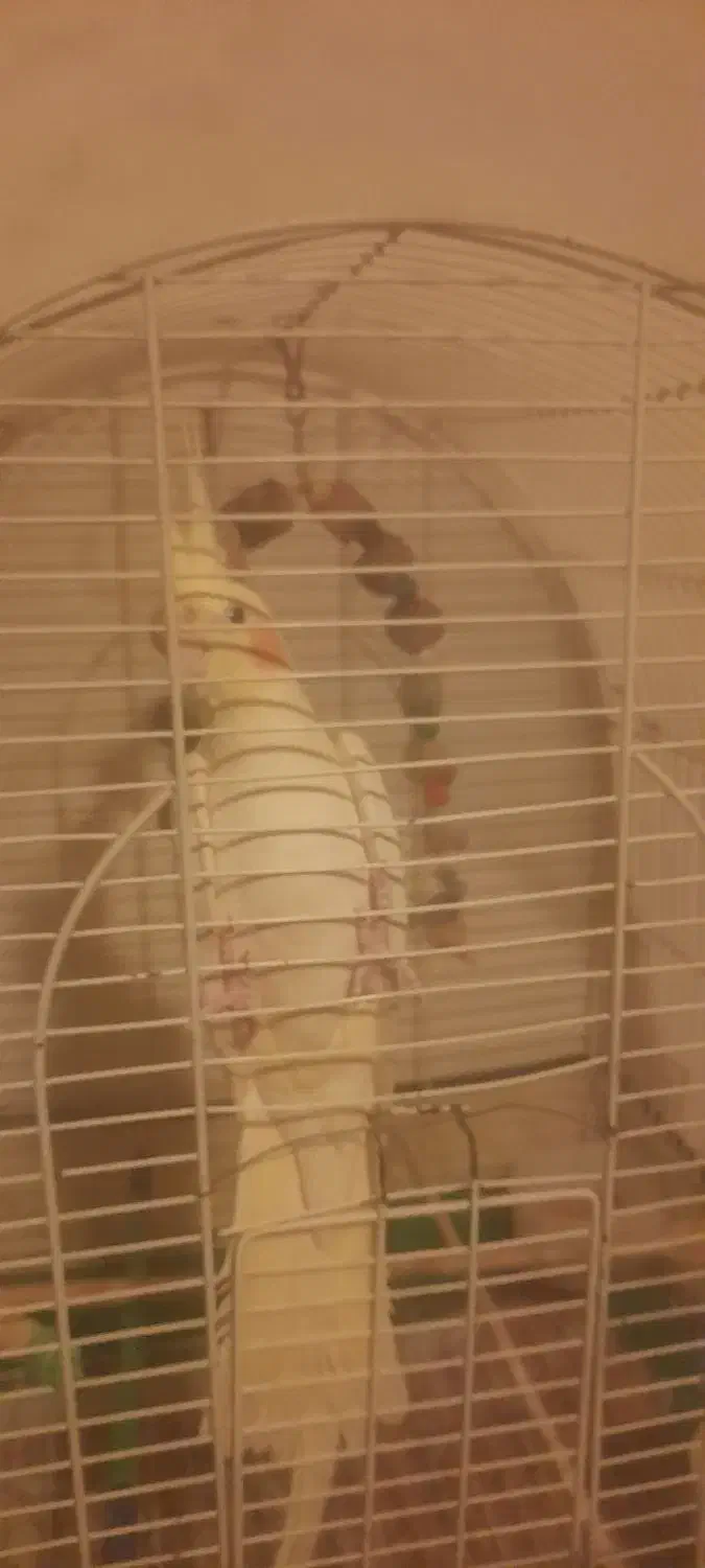 ماده آماده|پرنده|رشت, پیرکلاچای|دیوار