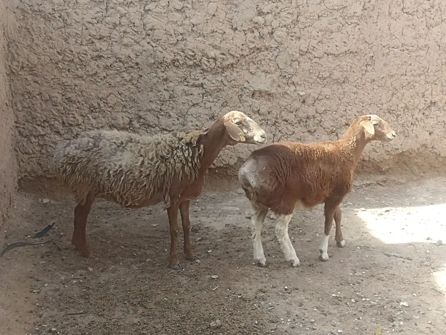 میش|حیوانات مزرعه|تربت جام, شهید غلام زاده|دیوار