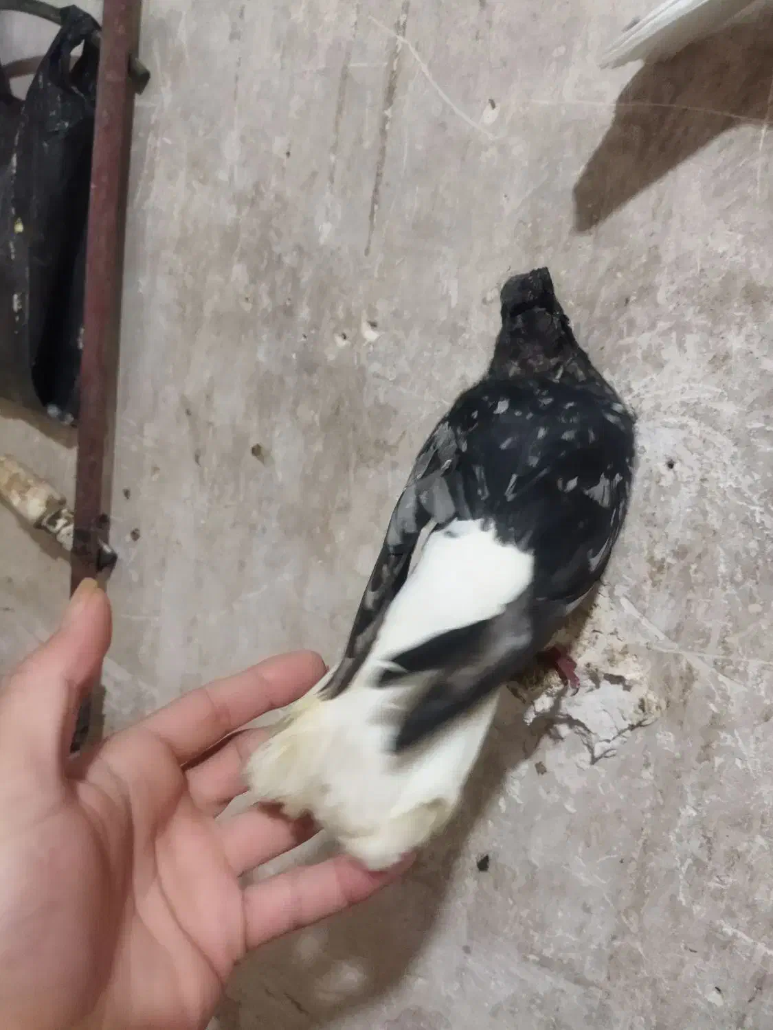 سرور|پرنده|دوگنبدان, |دیوار