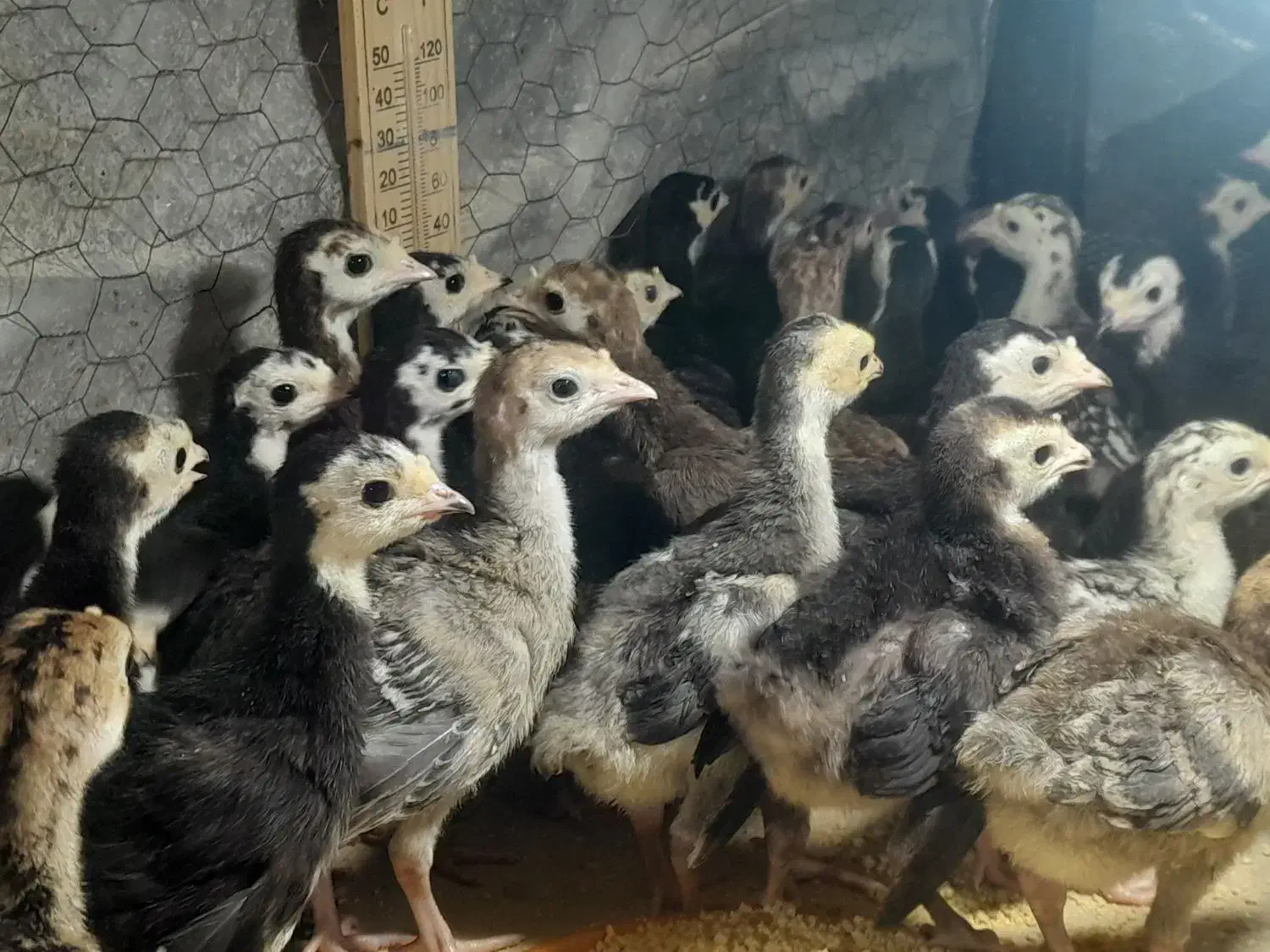 فروش جوجه بوقلمون برنز و محلی واکسن خورده|حیوانات مزرعه|آمل, |دیوار