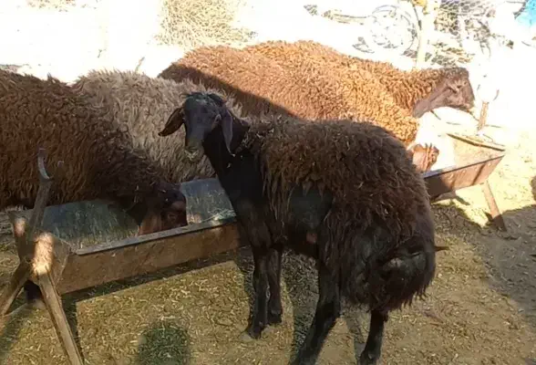 بره نر چاق|حیوانات مزرعه|خوانسار, |دیوار