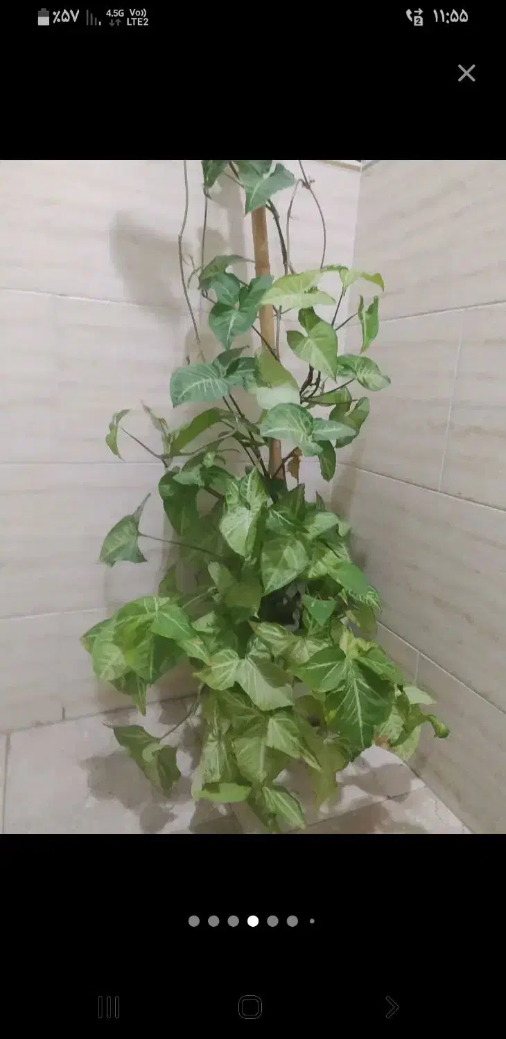 فروش گل آپارتمانی حراج|گل و گیاه طبیعی|فردیس, شهرک شهید حسینی|دیوار