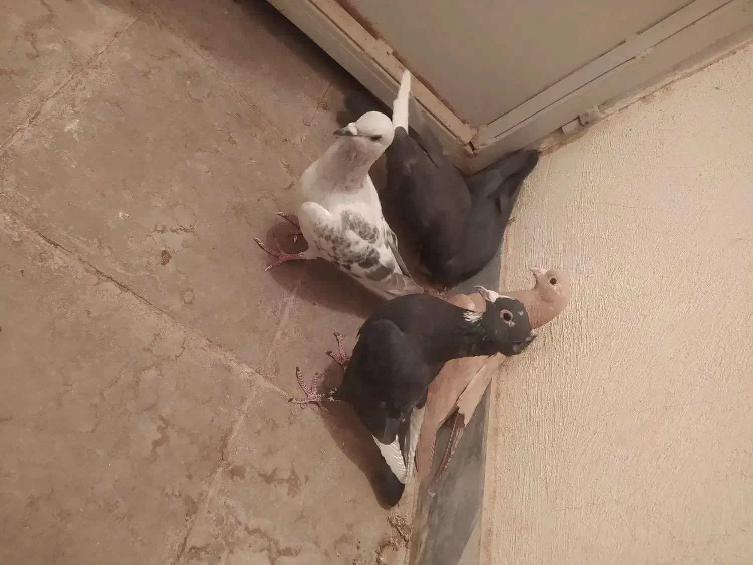 کبوتر.کفتر .پرنده|پرنده|راین, |دیوار