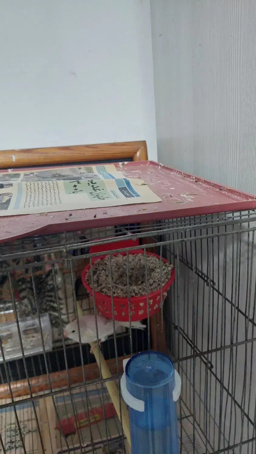 قناری رسمی بلند ورسمی|پرنده|نوشهر, |دیوار