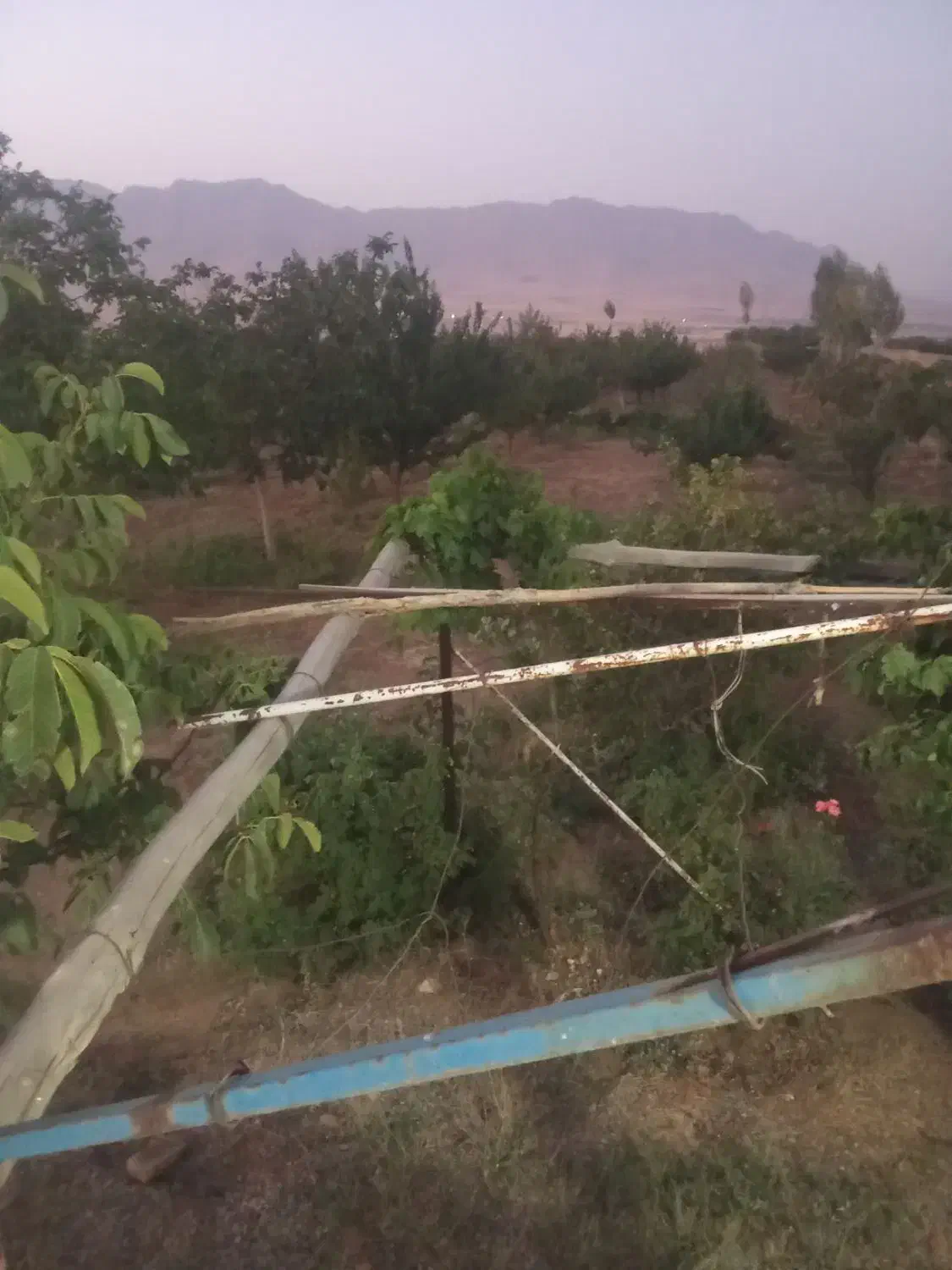 فروش یا معاوضه باغ میوه|فروش دفتر صنعتی، کشاورزی، تجاری|شازند, |دیوار