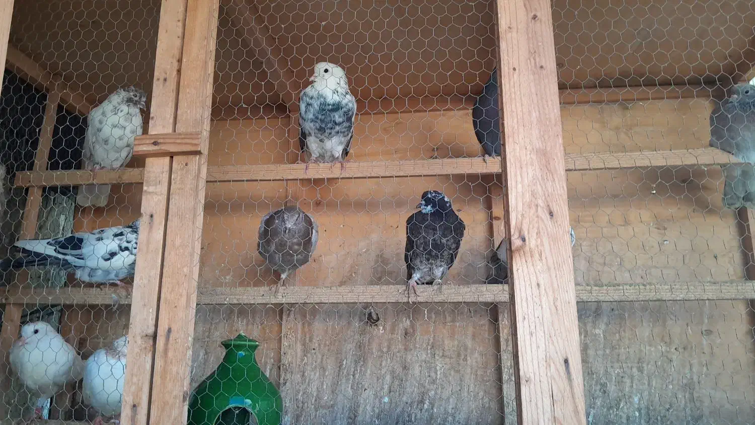 کبوتر|پرنده|بابل, |دیوار