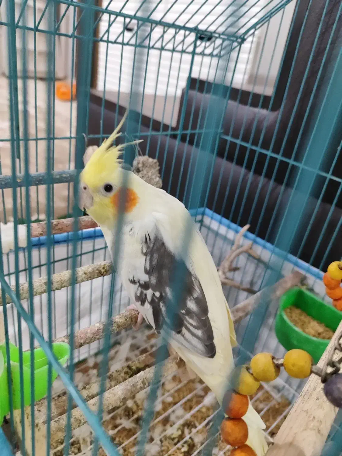 عروس هلندی دستی|پرنده|شبانکاره, |دیوار