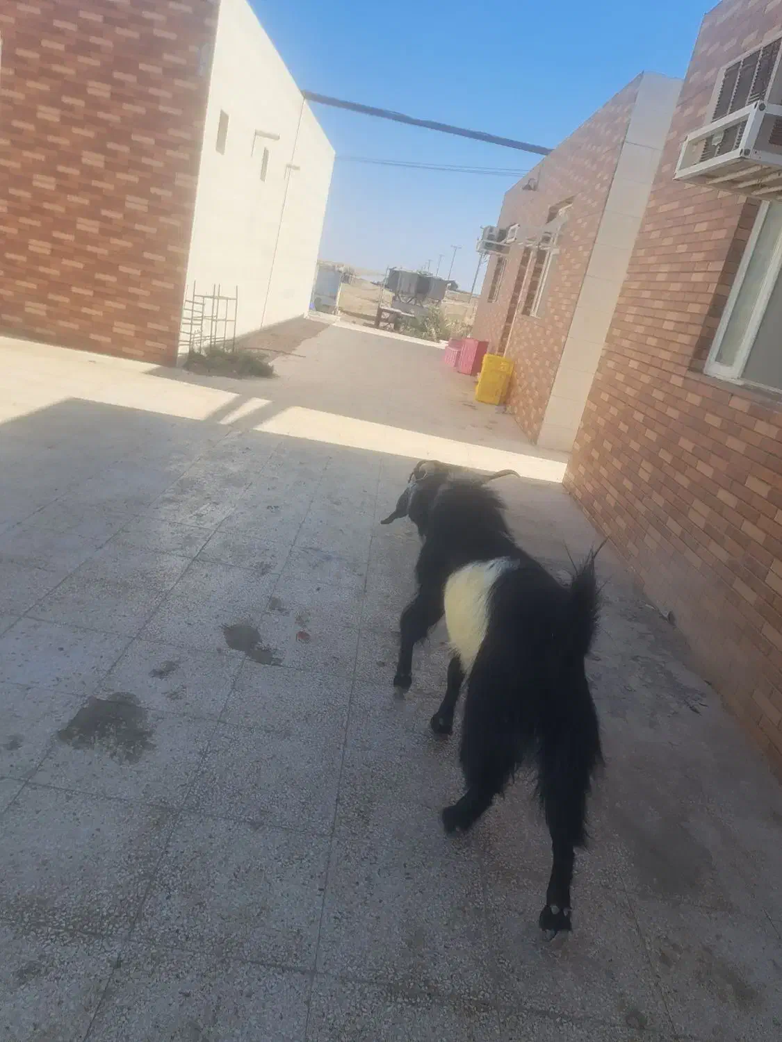 نری چاق|حیوانات مزرعه|بندرعباس, |دیوار