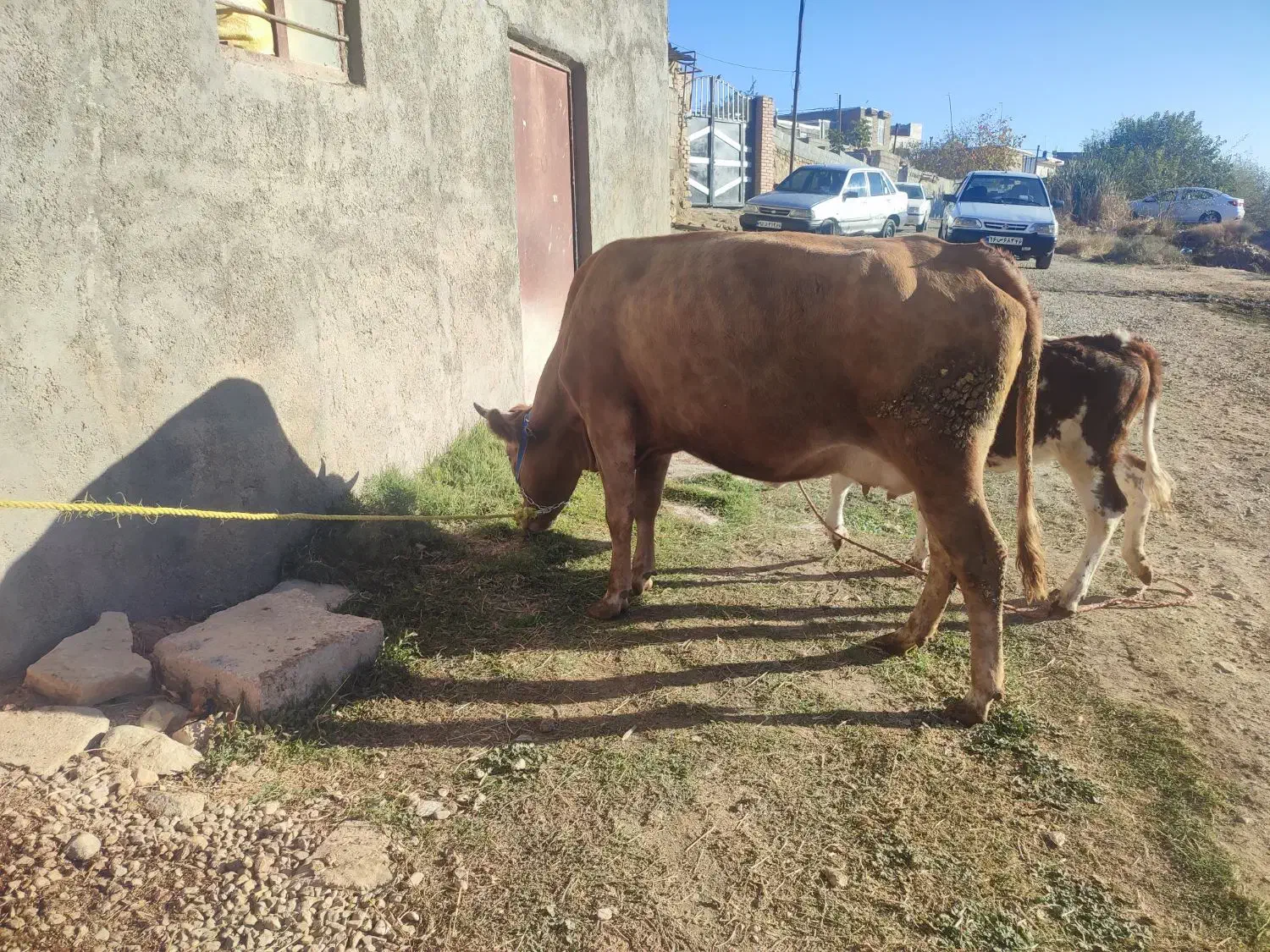 گاو شیری|حیوانات مزرعه|بجنورد, |دیوار