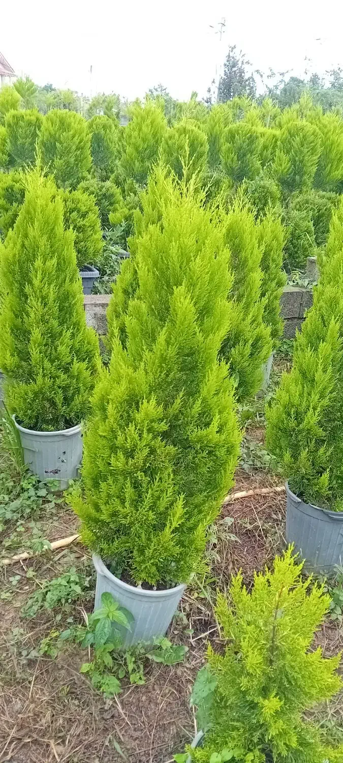 لاوسون|گل و گیاه طبیعی|چابکسر, |دیوار