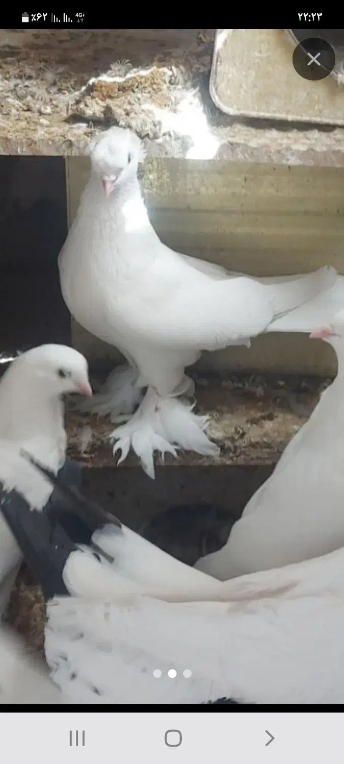 فروش ۶ عدد راعبی سرخ ۳تا سفید و ۳تا سرخ سالم|پرنده|فارسان, |دیوار