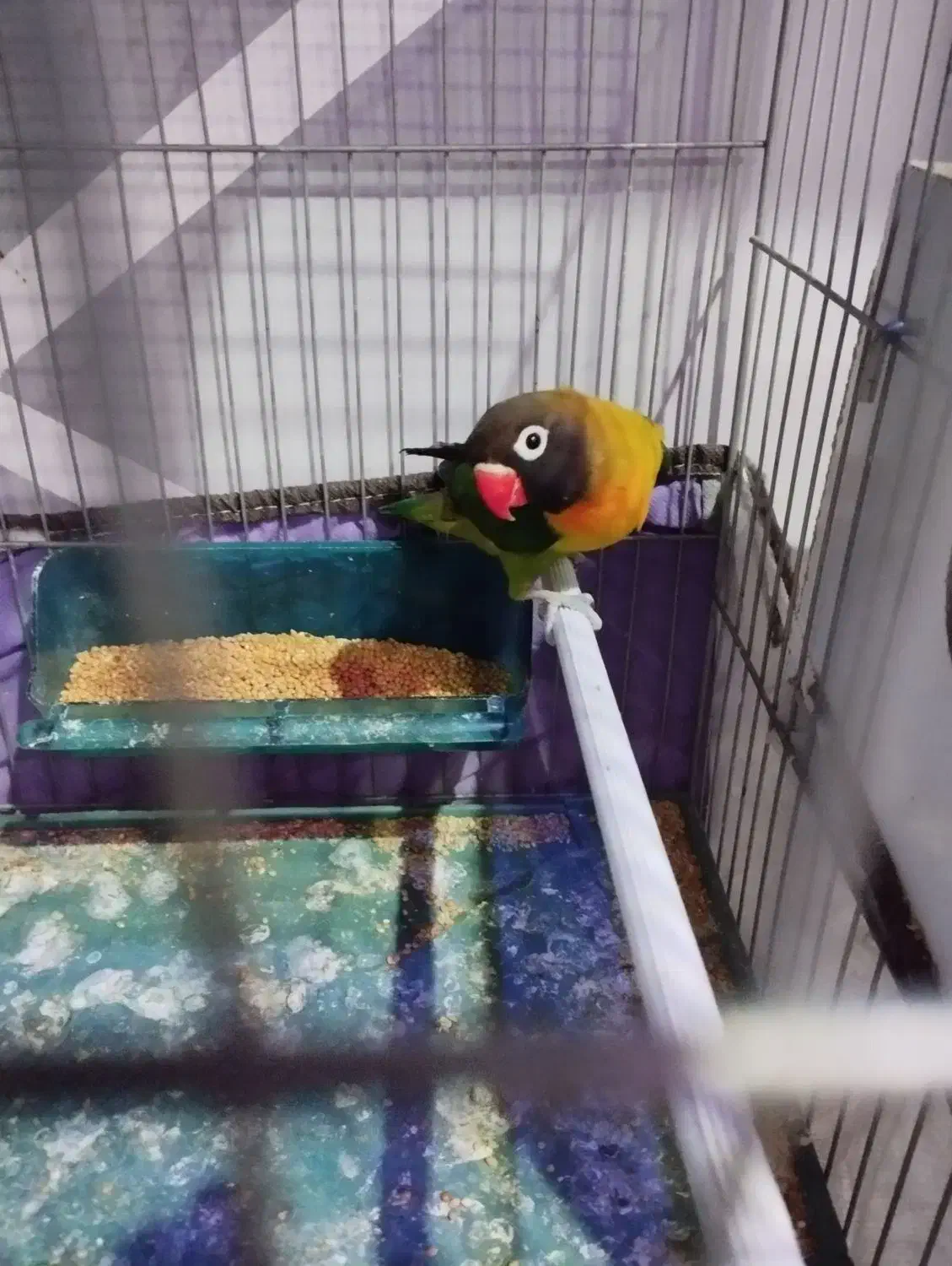 جفت طوطی برزیلی|پرنده|ارومیه, |دیوار