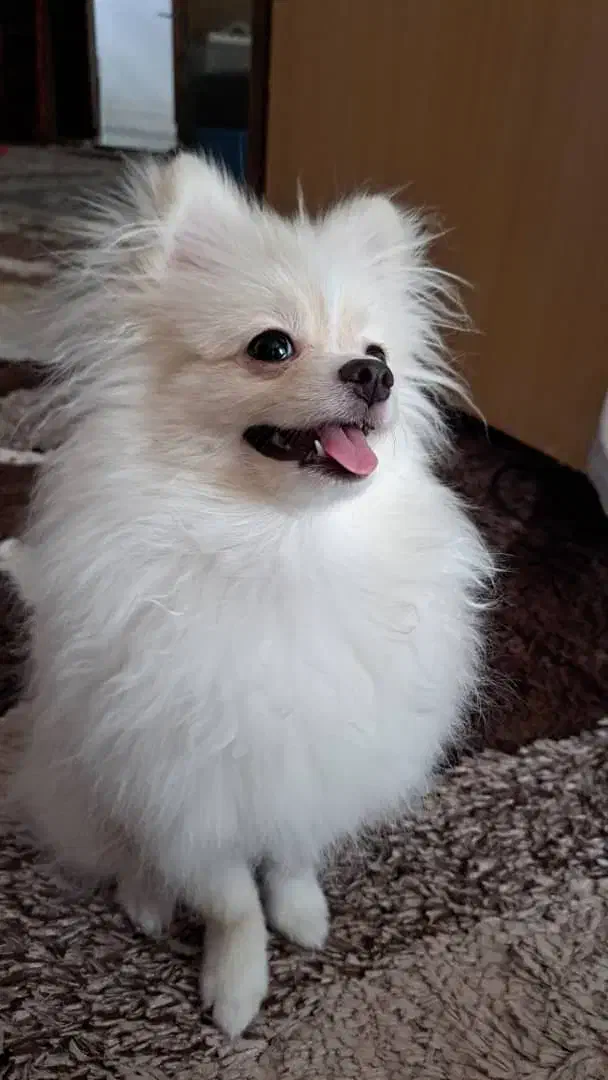 سگ پامرانین به خانواده تحویل داده میشود|سگ|سنندج, |دیوار