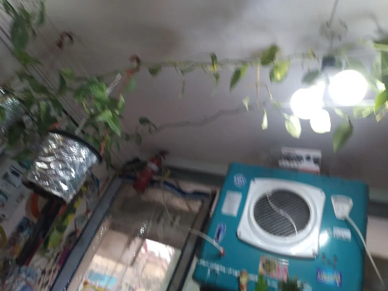 گل پتوس به طول سه متر|گل و گیاه طبیعی|مشهد, نوید|دیوار